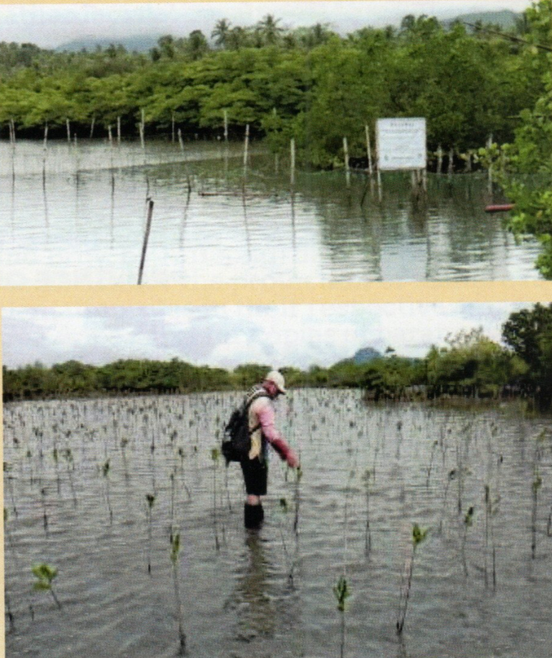 46-Hectare Mangrove Reforestation Along Tacloban's Coastline